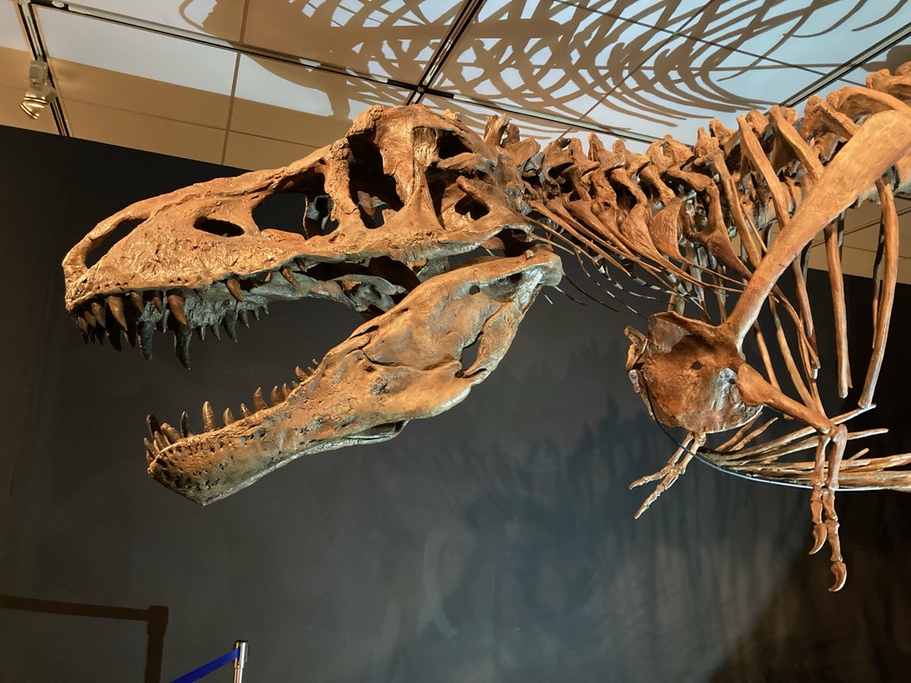 恐竜の標本の写真
